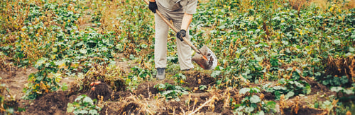Preview: Fresh Potatoes Dig From Ground in The farm. Potato Harvesting