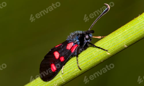 Preview: Zygaena, Sierra de Guadarrama National Park, Spain,