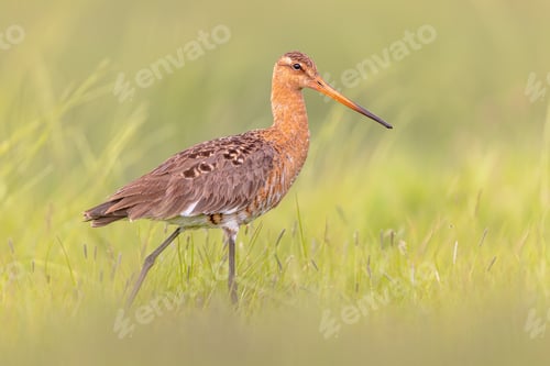 Preview: Black-tailed Godwit wader bird walking