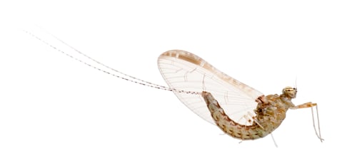Preview: Mayfly, ephemeroptera, in front of white background