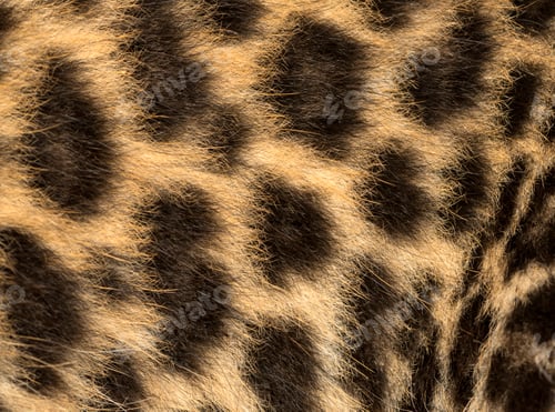 Vista previa: Macro of a Spotted Leopard cub's fur - Panthera pardus, 7 weeks old