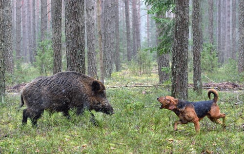 Preview: Hunting with hound on wildboar