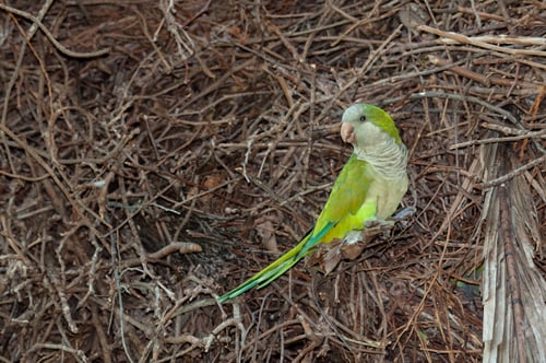 Preview: Monk parakeet in a nest