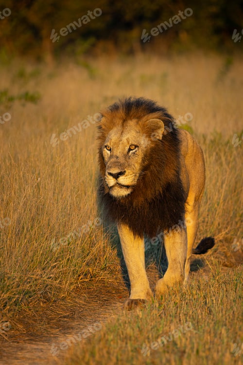 Preview: Lion, Panthera leo, Male lion walking on a dirt track in golden morning light.