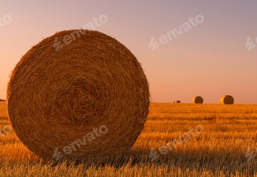 Preview: Hay rolls and warm sunset sunlight in the field