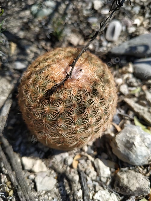Preview: Mammillaria cactus with a brown spiny surface, consisting of multiple needles.