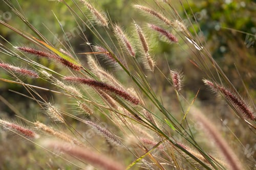 Preview: Wild grass seed heads in Tanzania countryside
