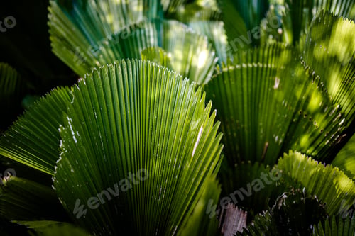 Preview: Abstract palm leaves nature texture background.Creative layout for design.