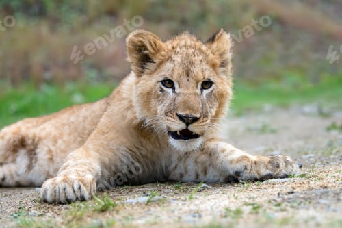 Preview: Young lion cub in the wild