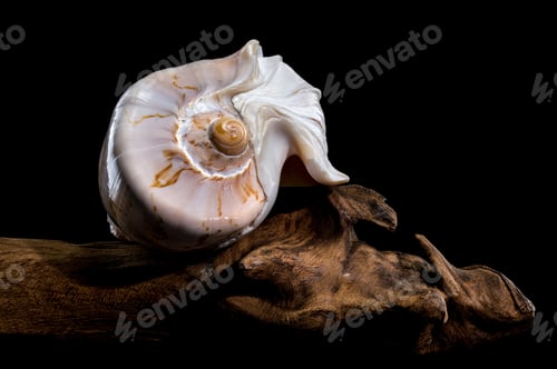 Preview: Cymbiola Nobilis Shell on Driftwood black background