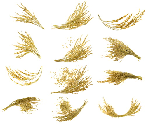Preview: Collection of Ear of sticky paddy rice at white background