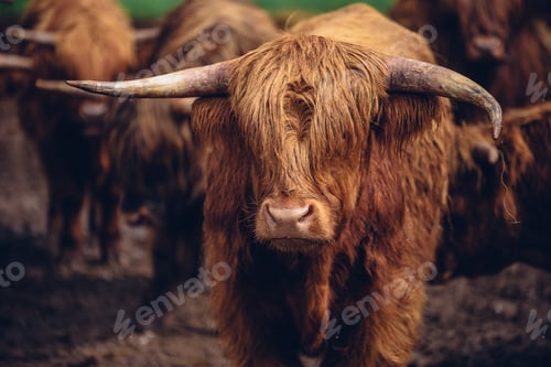 Preview: Closeup shot of a brown bull walking with the herd