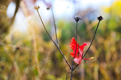 Preview: Red Leaf In The Park In November