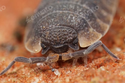 Preview: Macro closeup on the head of a Rough woodlouse, Porcellio scaber