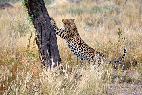 Preview: Leopard playing with tree in the field with dry grass