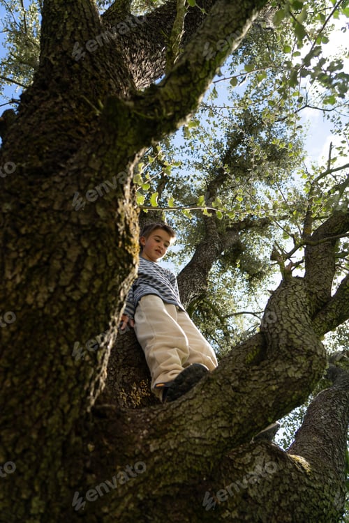 Preview: Caucasian boy playing on top of a tree