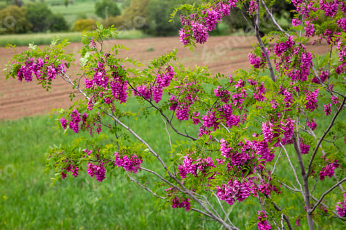 Preview: Pink colored acacia flower. Robinia hispida