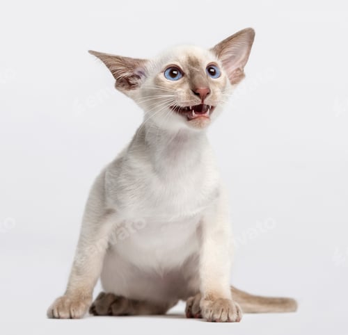 Preview: oriental shorthair kitten