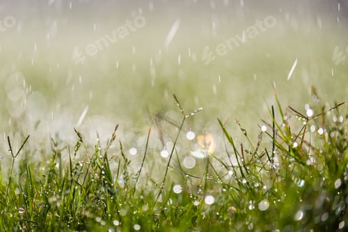Preview: Closeup of rain droplets falling down on green grass in summer.