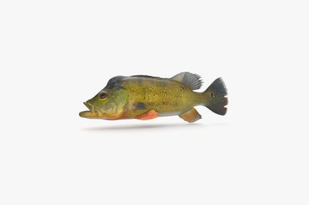 Preview: Cichla Peacock Bass