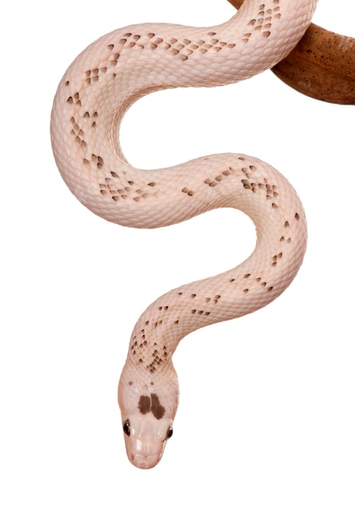 Preview: Black Rat Snake hanging from branch against white background, studio shot