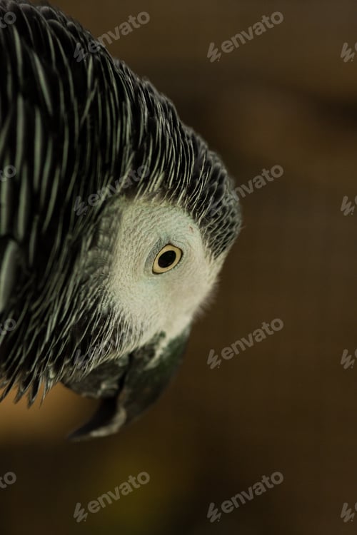 Preview: Tame pet African grey parrot in an aviary