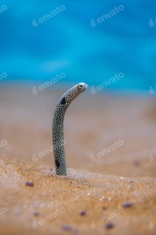 Preview: Vertical shot of a heteroconger hassi peeking from the sand