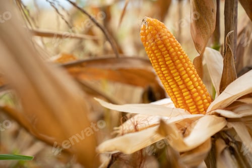 Preview: Corn cobs in burlap sack left at the field corn farm. Dry Corn field Plant Agriculture