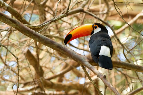 Preview: toucan, bird, colours, tropics
