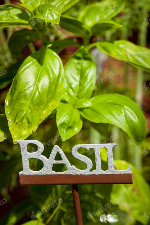 Preview: Fresh Green Herbal Basil Leaves