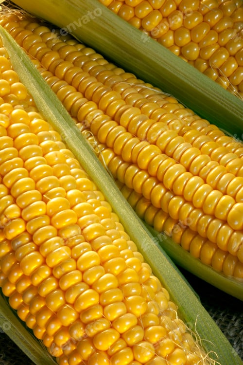Preview: Corn on the cob