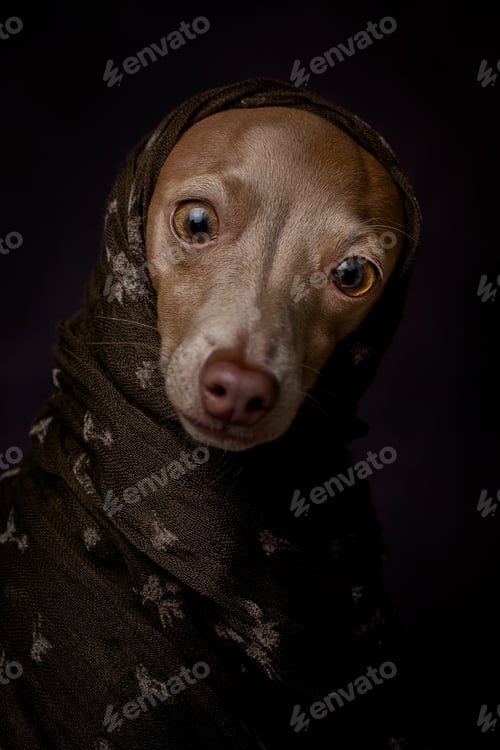 Preview: Italian Greyhound dog with Arabian Hijab