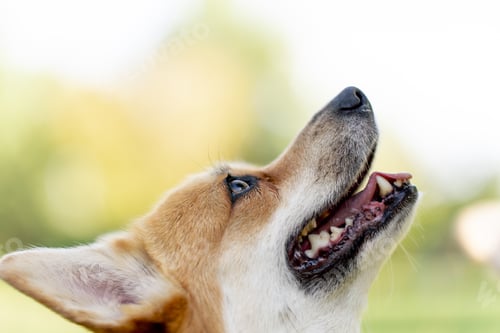 Preview: close up dog's face in the park on the lawn young corgis beg for treat from the owner training
