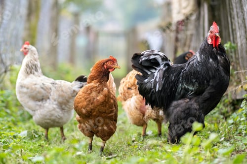 Preview: Chicken feeding on traditional rural barnyard. Hens on barn yard in eco farm.