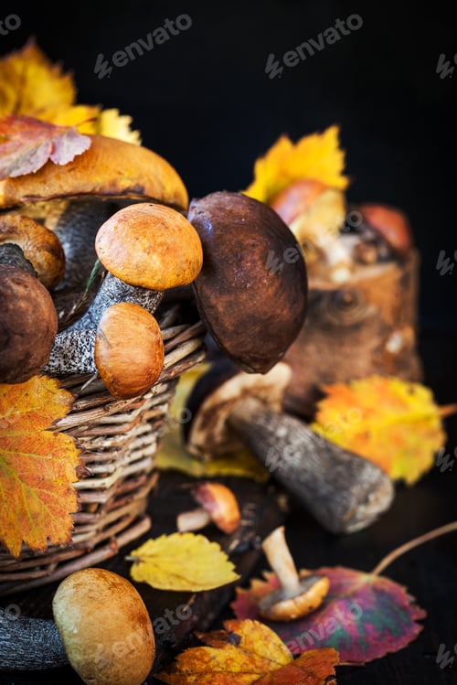 Preview: Wild forest edible mushrooms (boletus) in basket