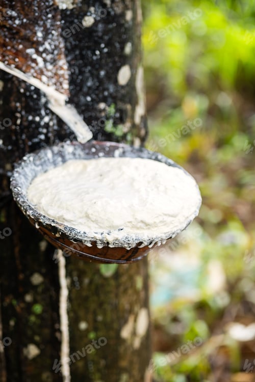 Preview: Latex dripping from rubber tree into bowl.