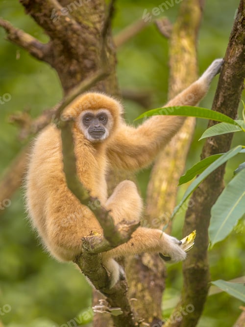 Preview: Lar gibbon resting on branch in rainforest jungle