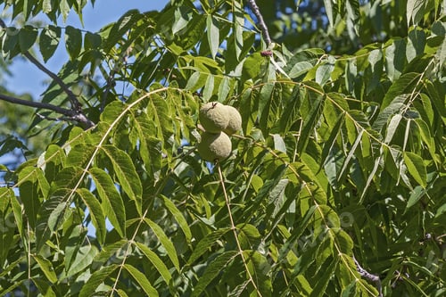 Preview: Eastern Black Walnut (Juglans Nigra)