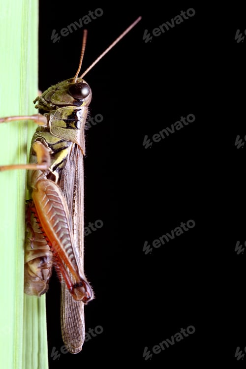Preview: Grasshopper
