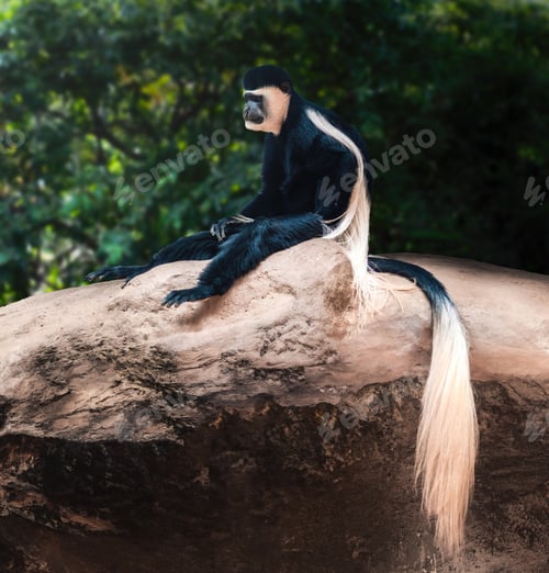 Preview: Mantled Guereza mokey (Colobus guereza)
