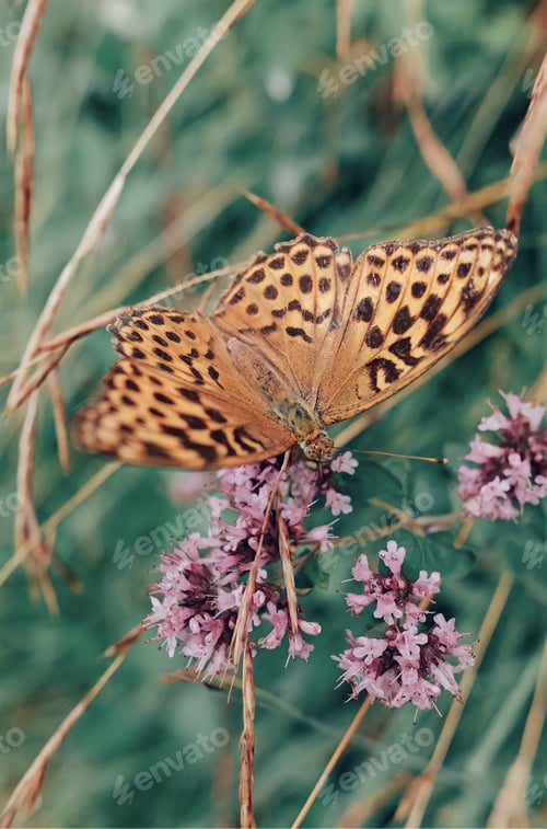 Preview: Butterfly close up