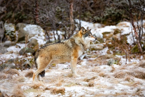 Preview: Beautiful male wolf standing in the forest looking for prey