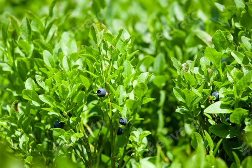 Preview: small blueberries