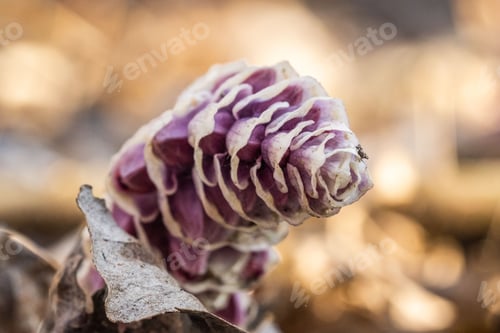 Preview: Common toothwort in selective shot with dry leaves blurred in the background
