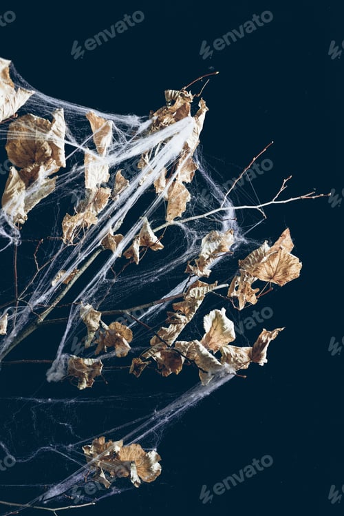 Preview: dry branch with leaves in spider web in darkness, halloween decor