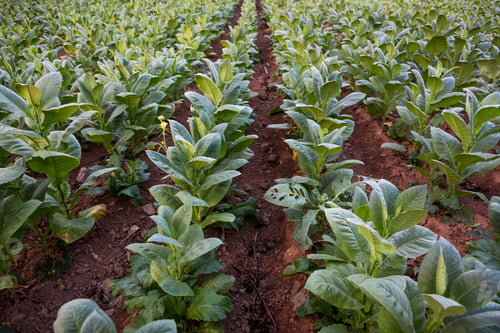 Preview: Rows of green coloured crop in field, Vinales, Cuba