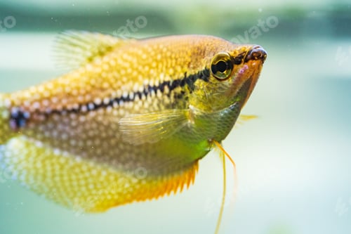 Preview: Pearl gourami Trichopodus leerii freshwater aquarium fish in fish tank. Aquaria concept