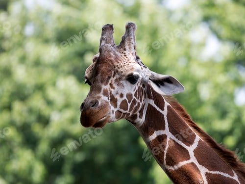 Preview: Giraffe in the wild