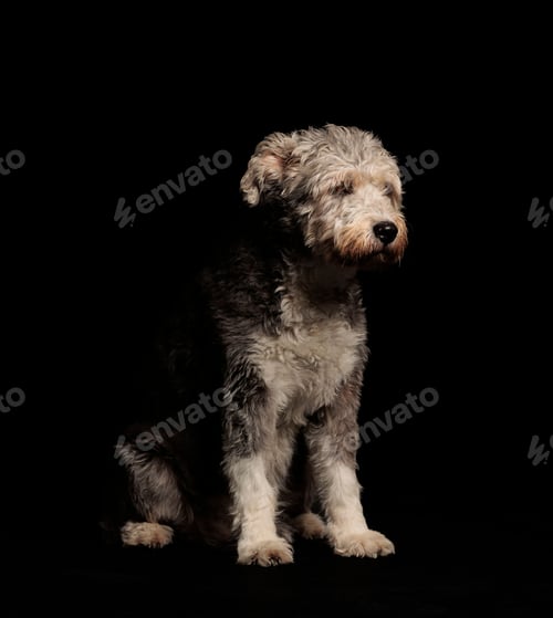 Preview: Pumi breed of dog is sitting on a black background
