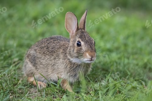 Preview: Adorable young Eastern Cottontail Rabbit closeup in green grass
